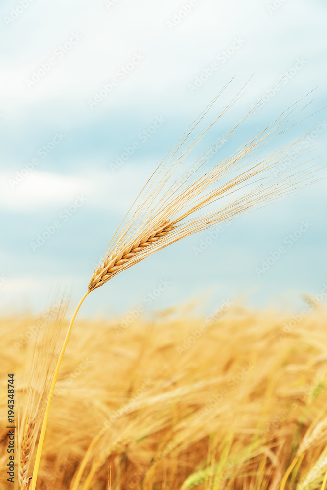 one golden color stem of harvest over field in sunset one golden color stem of harvest over field in sunset