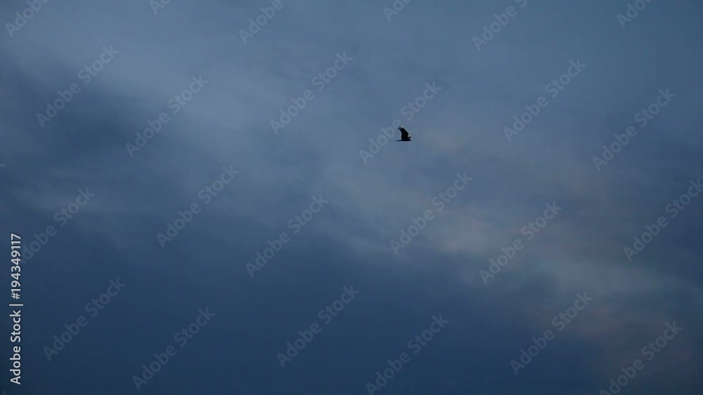 eagle soars in the clouds, against the blue sky eagle soars in the clouds, against the blue sky