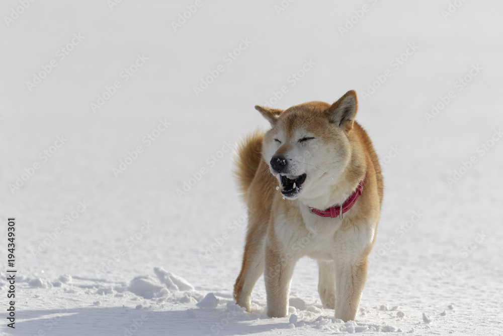 雪原で笑う柴犬