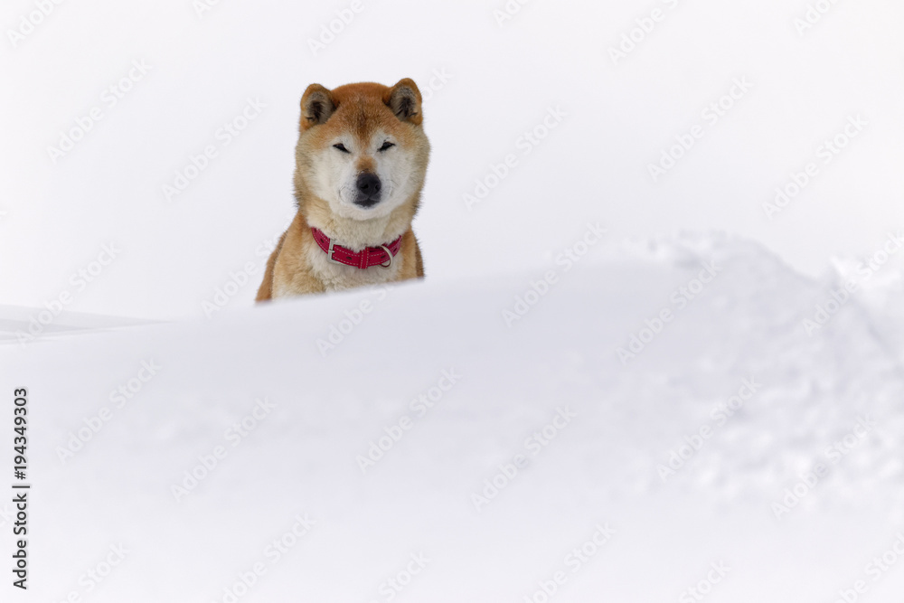 雪と柴犬