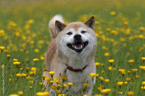 タンポポと柴犬