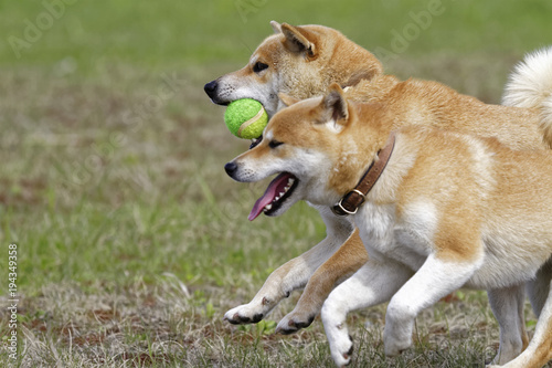 屋外で遊ぶ柴犬 © mannpuku