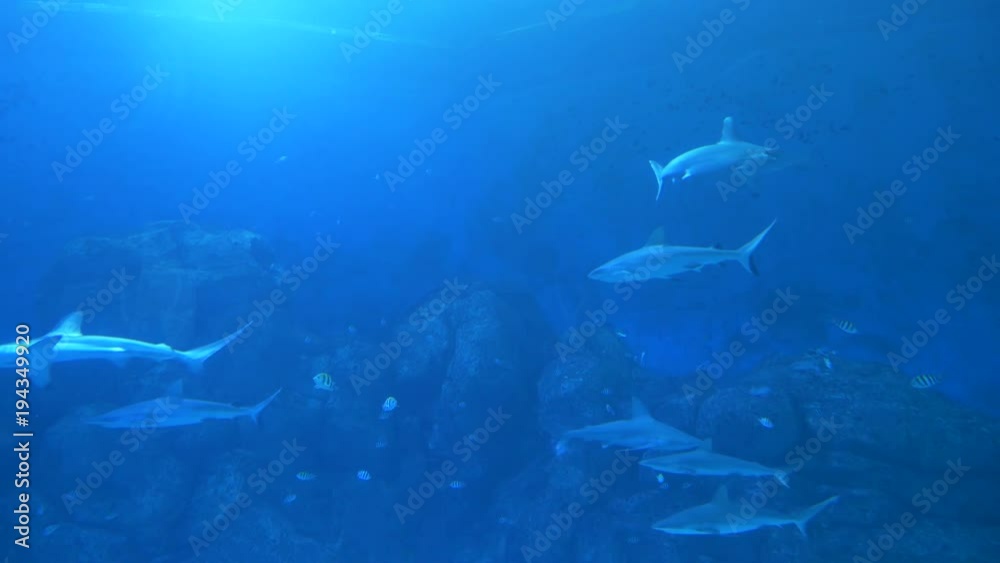 Aquarium displaying a fish tank full of swimming sharks and other aquatic animals. Big animals confined to life in captivity. Fish swimming among sharks Aquarium displaying a fish tank full of swimming sharks and other aquatic animals. Big animals confined to life in captivity. Fish swimming among sharks