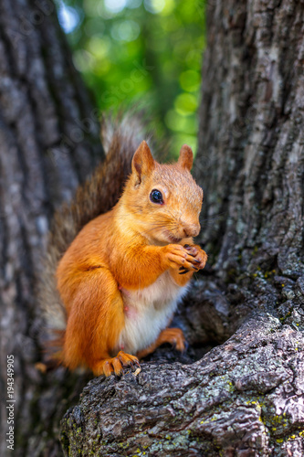squirrel on a tree © Екатерина Переславце