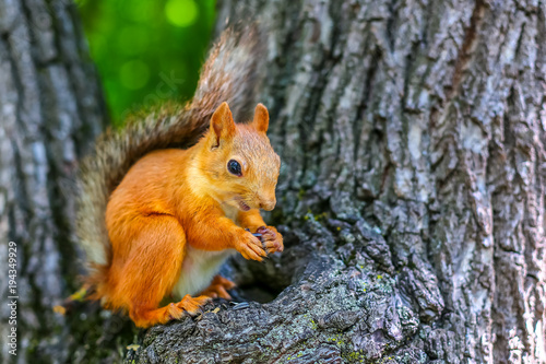 squirrel on a tree