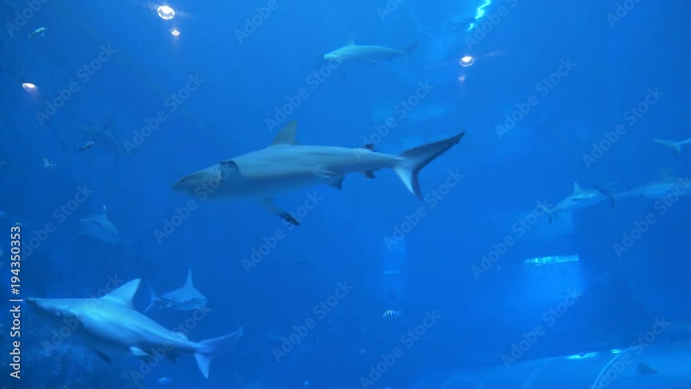 Aquarium in Singapore displaying a fish tank full of swimming sharks and other aquatic animals. Big animals confined to life in captivity. Fish swimming among sharks Aquarium in Singapore displaying a fish tank full of swimming sharks and other aquatic animals. Big animals confined to life in captivity. Fish swimming among sharks