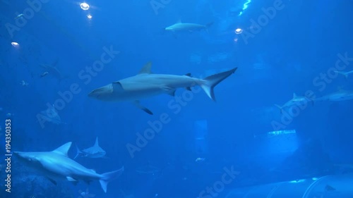 Wallpaper Mural Aquarium in Singapore displaying a fish tank full of swimming sharks and other aquatic animals. Big animals confined to life in captivity. Fish swimming among sharks Torontodigital.ca