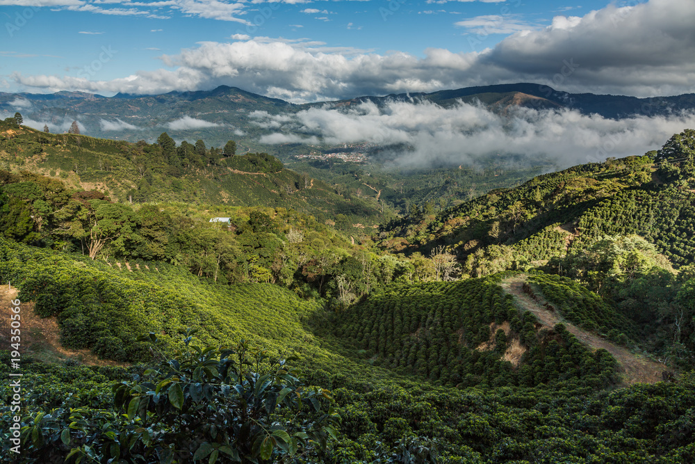 Obraz premium Kaffeeplantage im Hochgebirge Tarrazu in Costa Rica