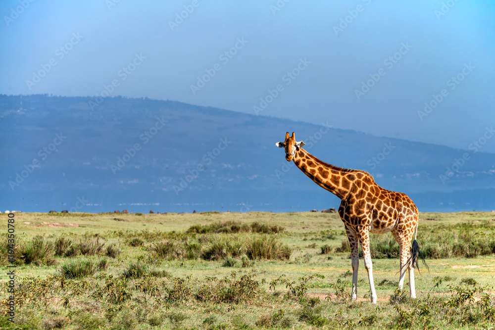Obraz premium Ugandan giraffe browses in savannah