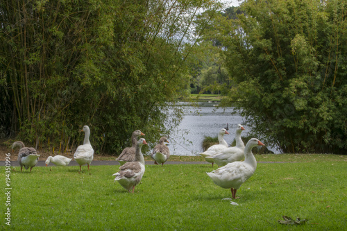 Wildlife, nature, bird, grass, animal, white, birds, green, animals, water, park, domestic, lake, wild, outdoors