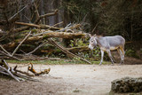 wild gray donkey with white stripes walks, moves among trees, on its territory in the zoo