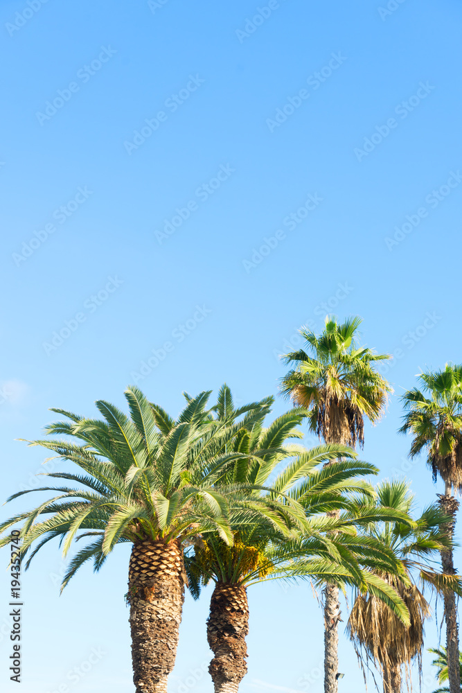 Fototapeta premium Palmas in blue sky