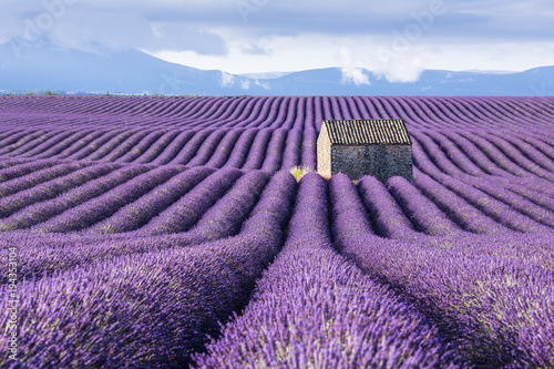 Lavender fields, Provence, France