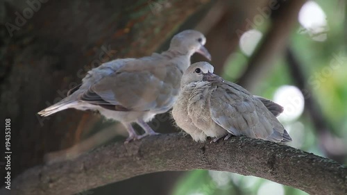 Wallpaper Mural Mourning Doves (Zenaida macroura) on a linden tree branch in the nest. Grown cubs before flying from the nest Torontodigital.ca