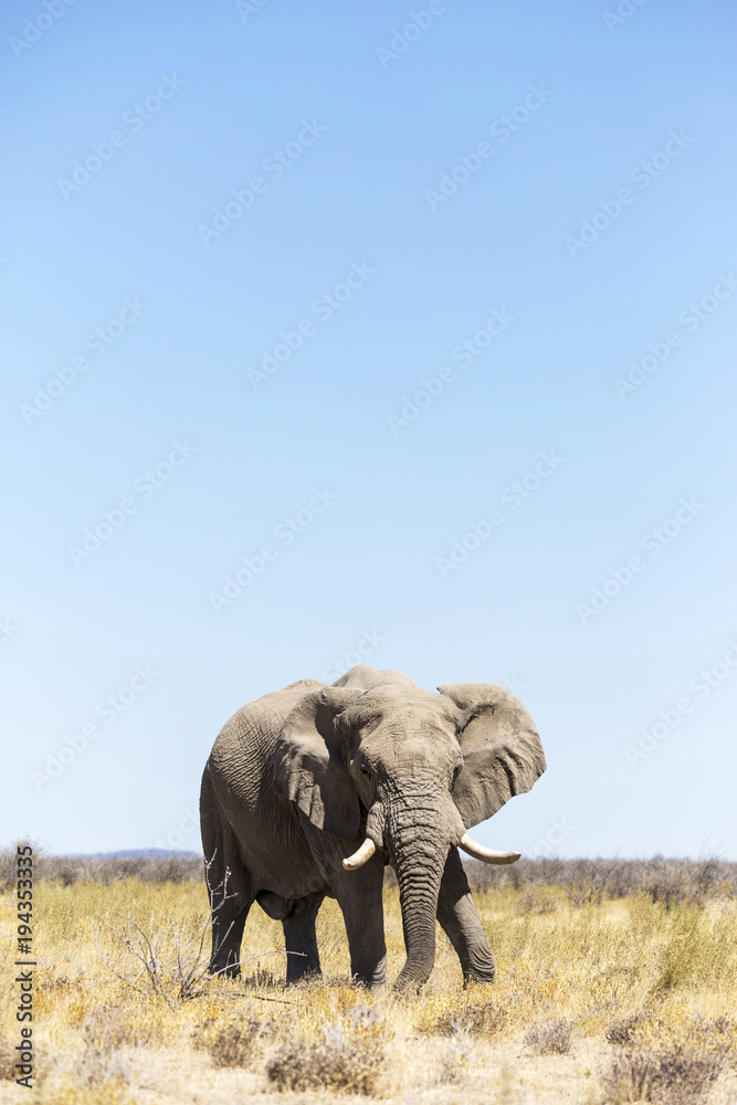 Lonely elephant in Etosha, Namibia, Africa Lonely elephant in Etosha, Namibia, Africa
