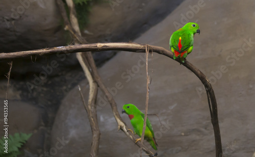 Blue-Crowned Lorikeets photo