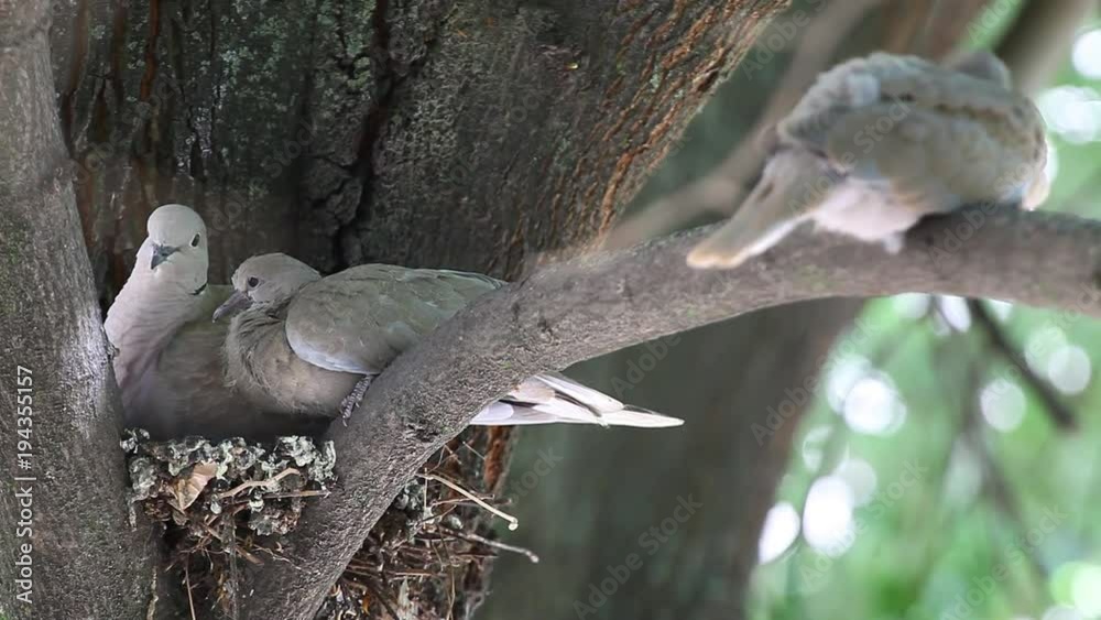 Mourning Doves (Zenaida macroura)family with cubs on a linden tree branch in the nest
Mourning Doves (Zenaida macroura)family with cubs on a linden tree branch in the nest