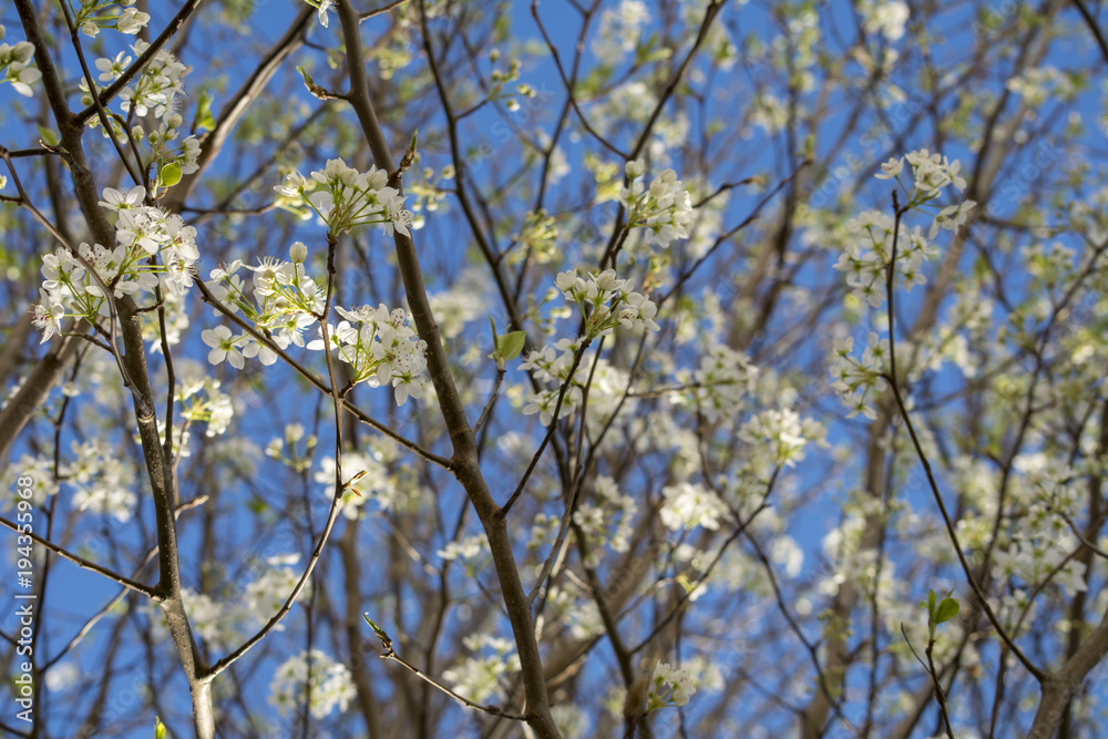 Blossoming trees early spring Blossoming trees early spring