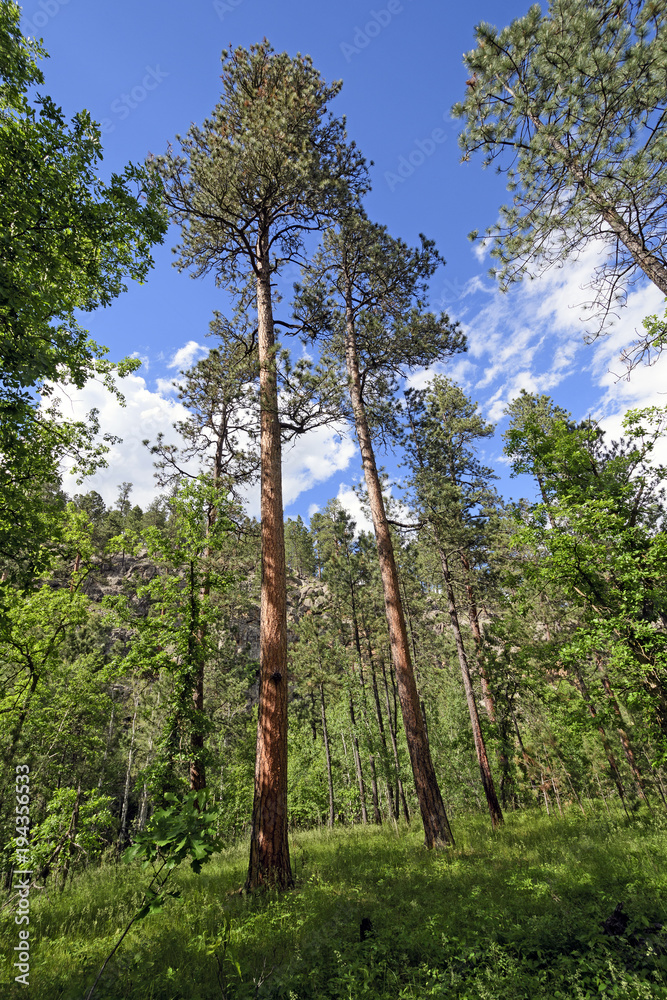 Fototapeta premium Pines Reaching for the Sky