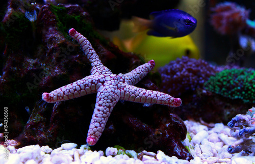 Indian Sea Star (Fromia indica)