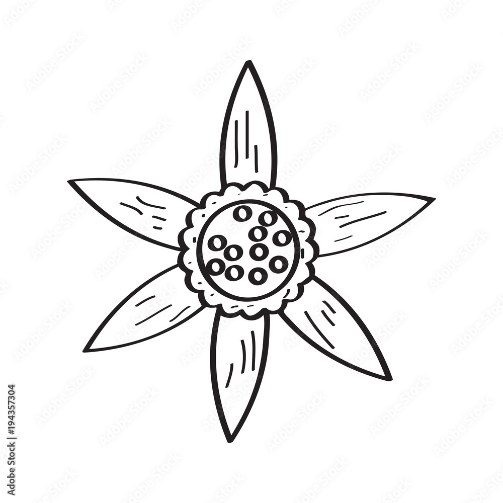 Drawing of a flower Drawing of a flower