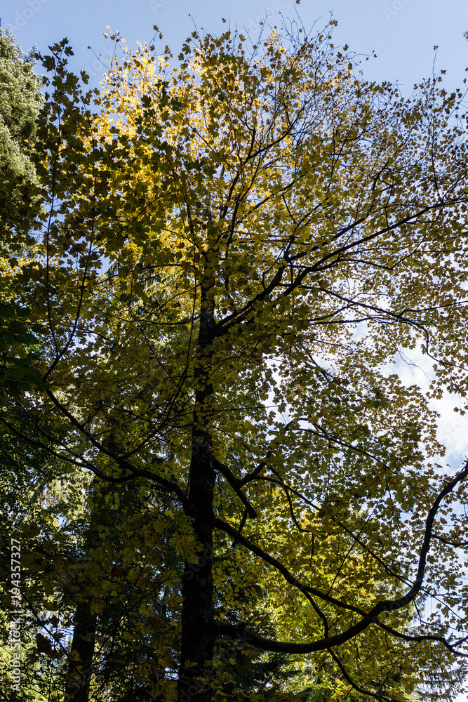 Obraz premium Mountain