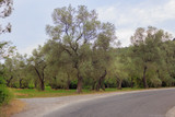 an olive grove. Olive trees in the Park