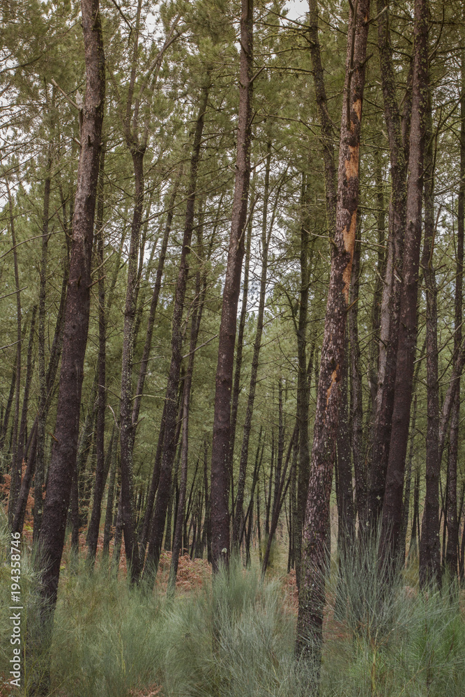 Pine tree forest in Galicia, Spain.