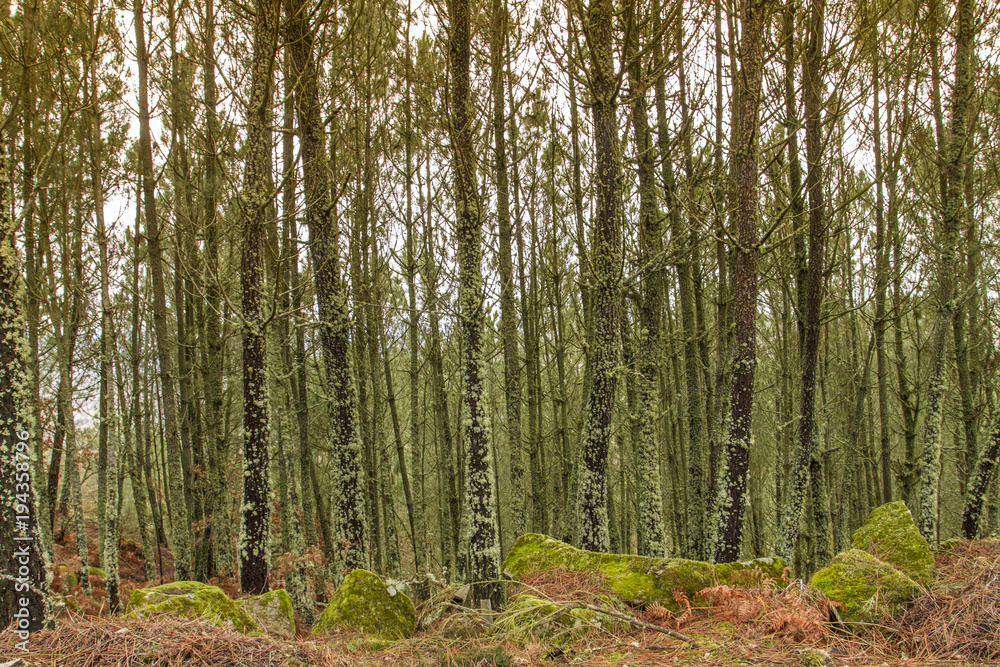 Obraz premium Pine tree forest in Galicia, Spain.