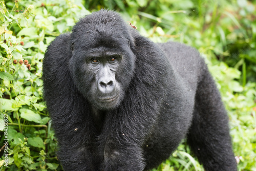 Adult mountain gorilla in the Bwindi Impenetrable National Park in Uganda © Ivana Tačíková