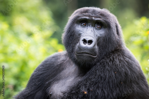 Close-up of a mountain gorilla in the Bwindi Impenetrable National Park in Uganda