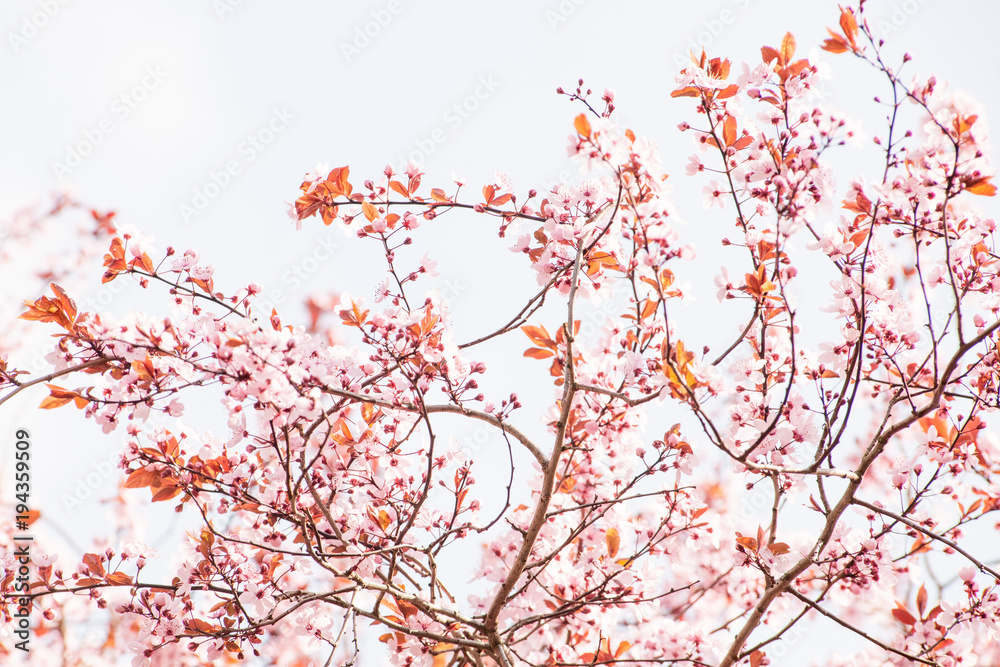 nature japanese garden