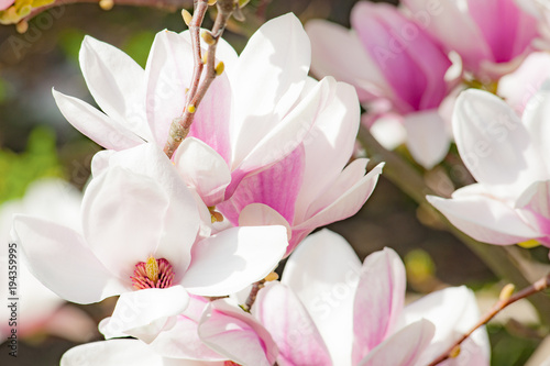 magnolia flower pink