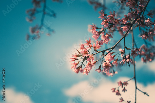 Royalty high quality free stock footage of cherry blossom sakura  (Prunus Cesacoides) in spring time.Mai Anh Dao is symbol flower in Da Lat which blooms in the first months welcome spring