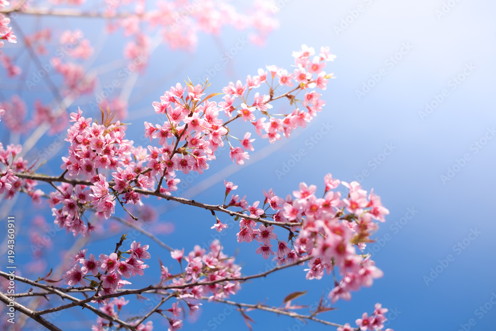 Royalty high quality free stock image of cherry blossom sakura (Prunus Cesacoides, Wild Himalayan Cherry) in springtime. Cherry blossom sakura (Prunus Cesacoides, Wild Himalayan Cherry) is very beauty Royalty high quality free stock image of cherry blossom sakura (Prunus Cesacoides, Wild Himalayan Cherry) in springtime. Cherry blossom sakura (Prunus Cesacoides, Wild Himalayan Cherry) is very beauty