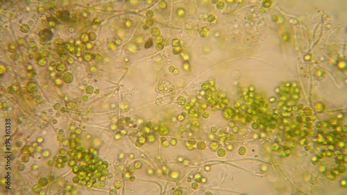 Microscopic view of organisms in the fusty water with rotten vegetation. Euglena Viridis photo