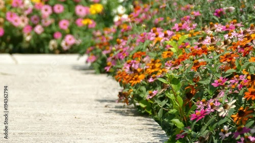 Various multicolor Coneflower - Daisy in the home garden backyard.
Selective focus on the flowers in the foreground blown by a breeze.  
Springtime concept. 
Flower gardening concept 