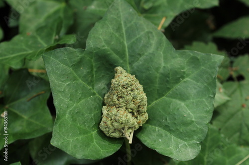cannabis in nature