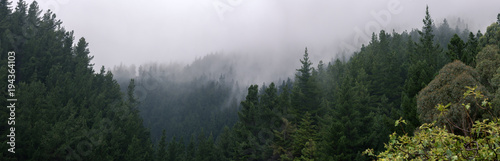 Clouds flowing through the pine trees