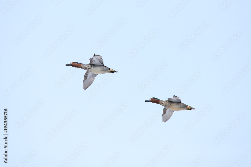 Fototapeta premium コガモ Eurasian teal