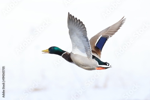 マガモ　Mallard	
