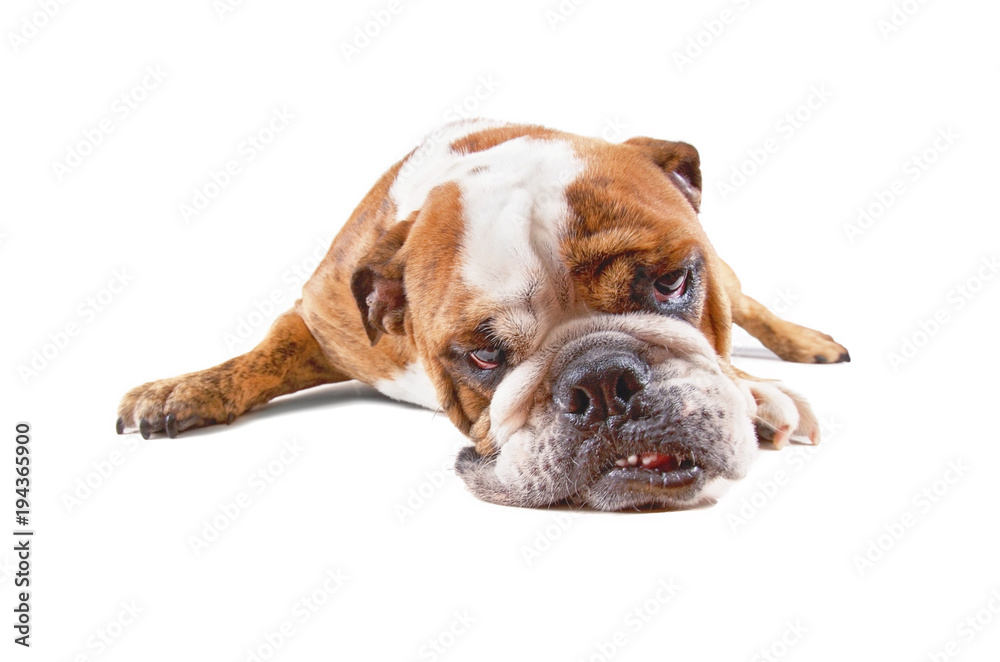 tired bulldog with his head down studio shot isolated on a white background