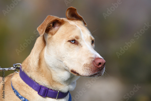 beautiful pit bull mix dog portrait close up of the face on a warm sunny summer day