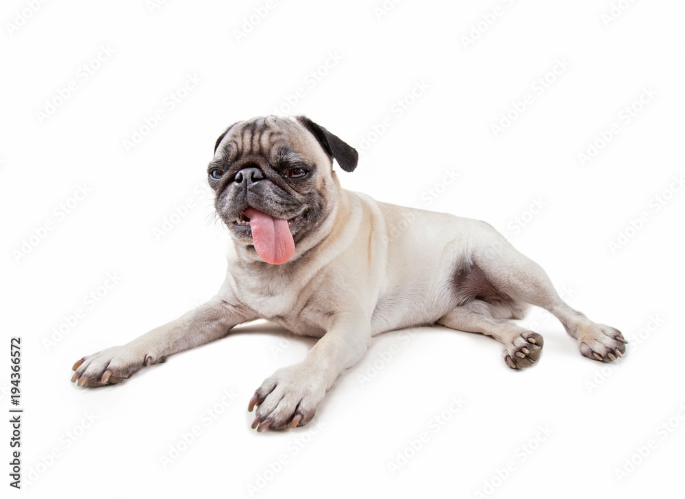 cute pug puppy with her tongue hanging out in the studio isolated on a white background cute pug puppy with her tongue hanging out in the studio isolated on a white background