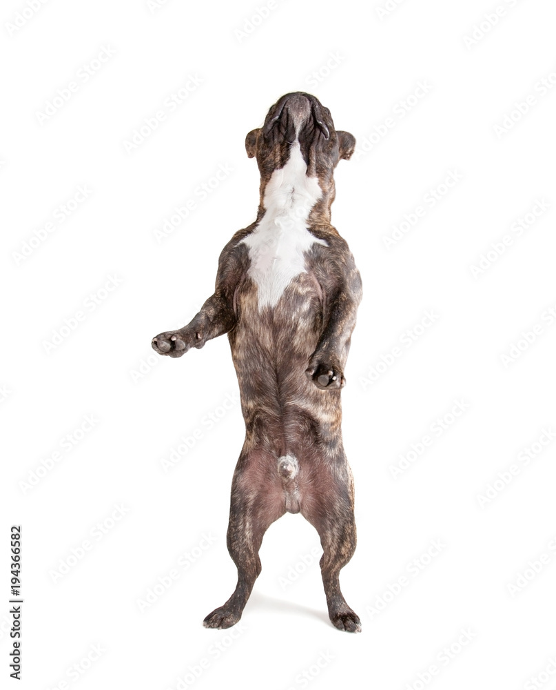 french bulldog standing on his hind legs begging studio shot isolated on a white background