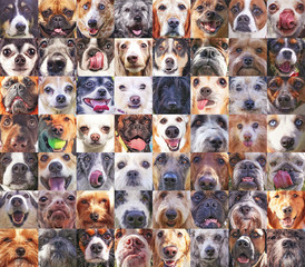 56 dog heads in a poster showing the faces of various breeds up close toned with a retro vintage instagram filter