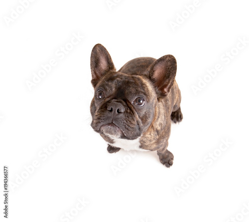 top view of a french bulldog isolated on a white background looking up at the camera © annette shaff