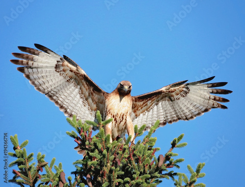 red tail hawk stretching its wings out on a branch out in nature on a hot summer day photo