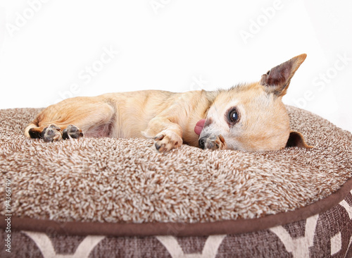 cute tiny chihuahua resting on a fluffy pet bed with his tongue out studio shot isolated on a white background © annette shaff