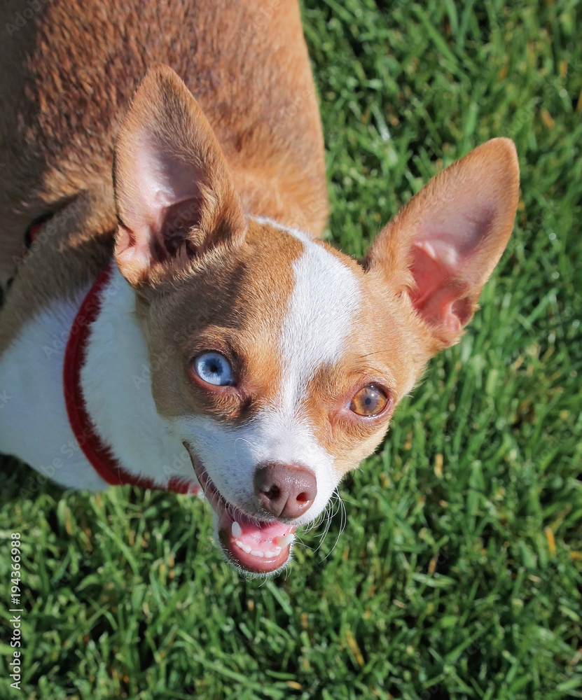 overhead shot of a happy little chihuahua looking at the camera on fresh green grass on a warm summer day